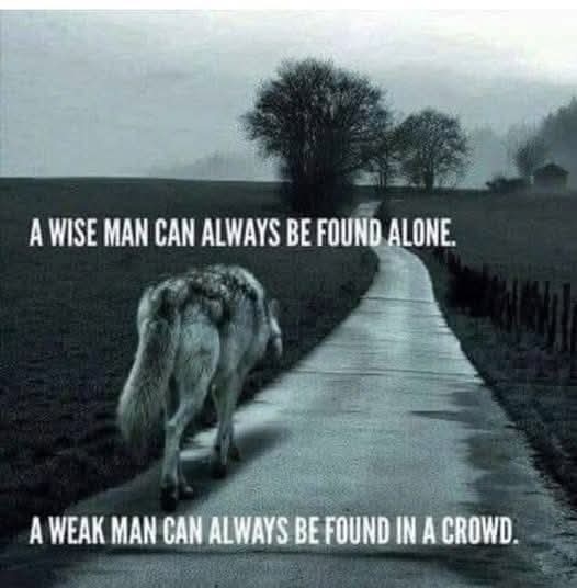 018_Wolf_alone.jpg
