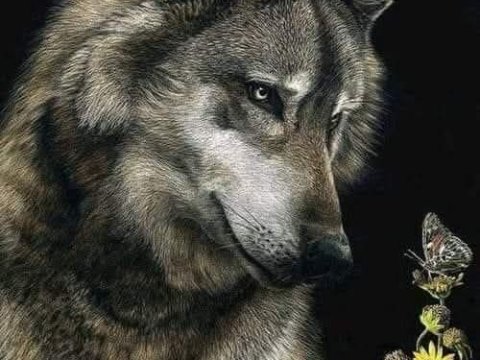 014_Watchful_Wolf.jpg