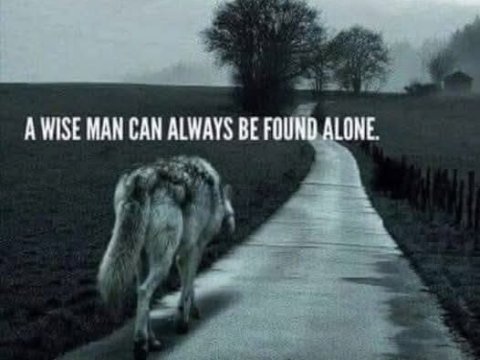 018_Wolf_alone.jpg