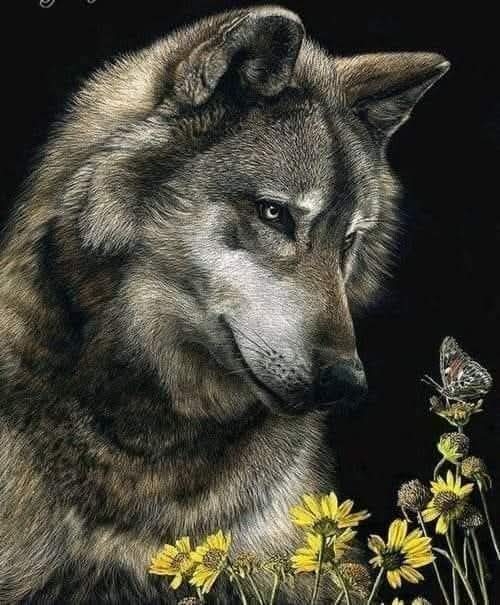 014_Watchful_Wolf.jpg